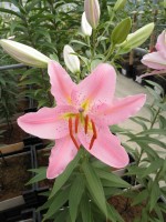 [1766 LeReve EVR No01.JPG]